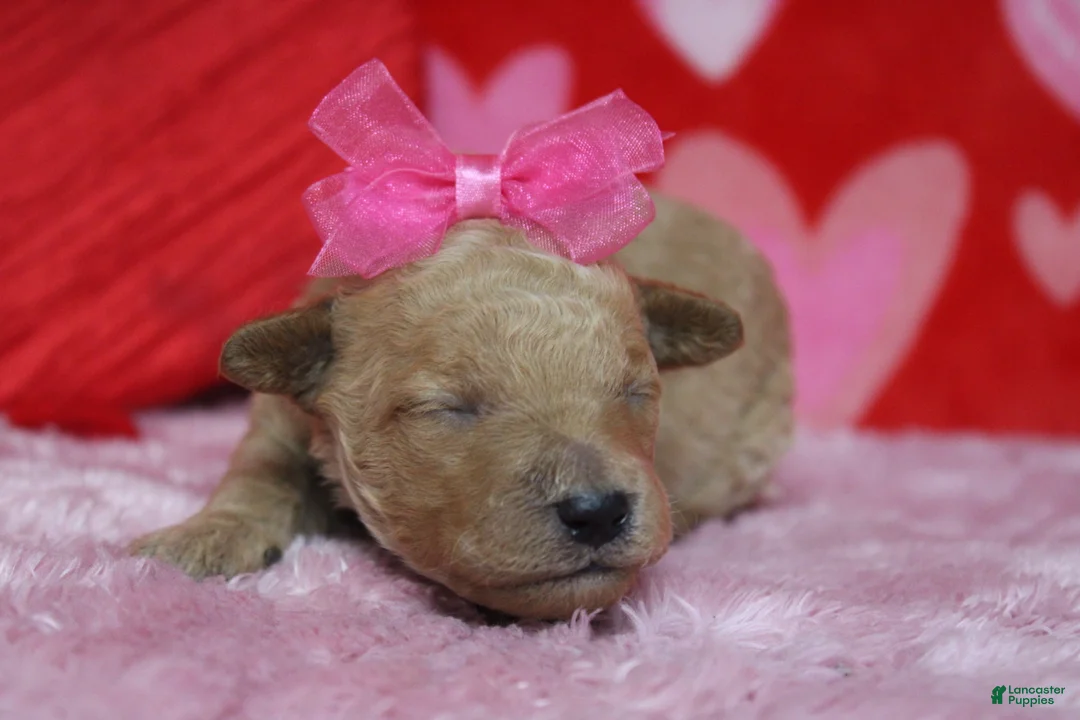 Goldendoodle dogs for sale: Yello - Ad 3