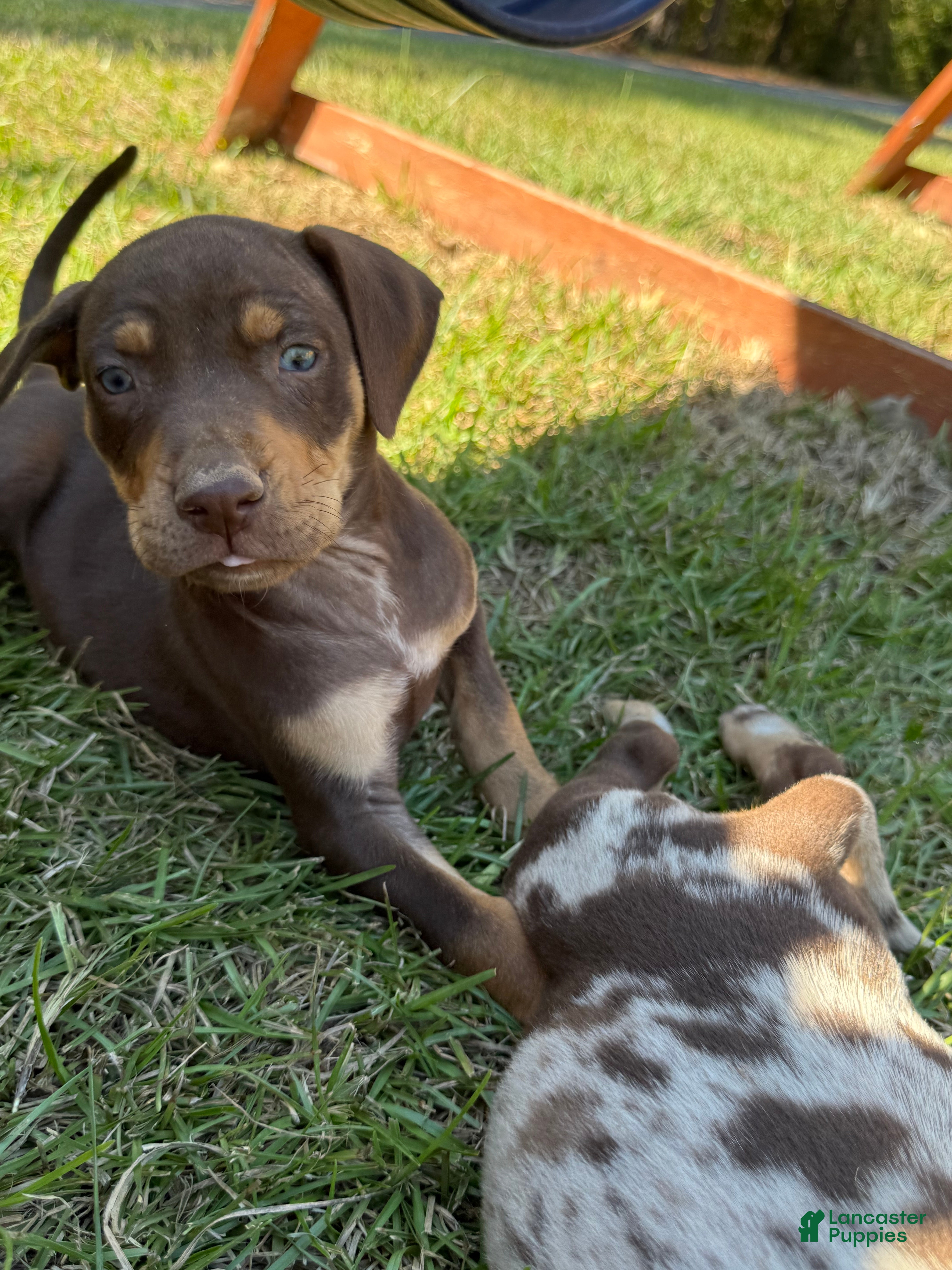 Catahoula Leopard Dog dogs for sale: Litter Beaver - Ad 1