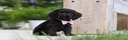Cocker Spaniel dogs for sale: Beauty - Ad 5