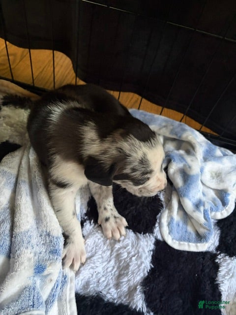 Catahoula Leopard Dog dogs Tilly - Ad 5