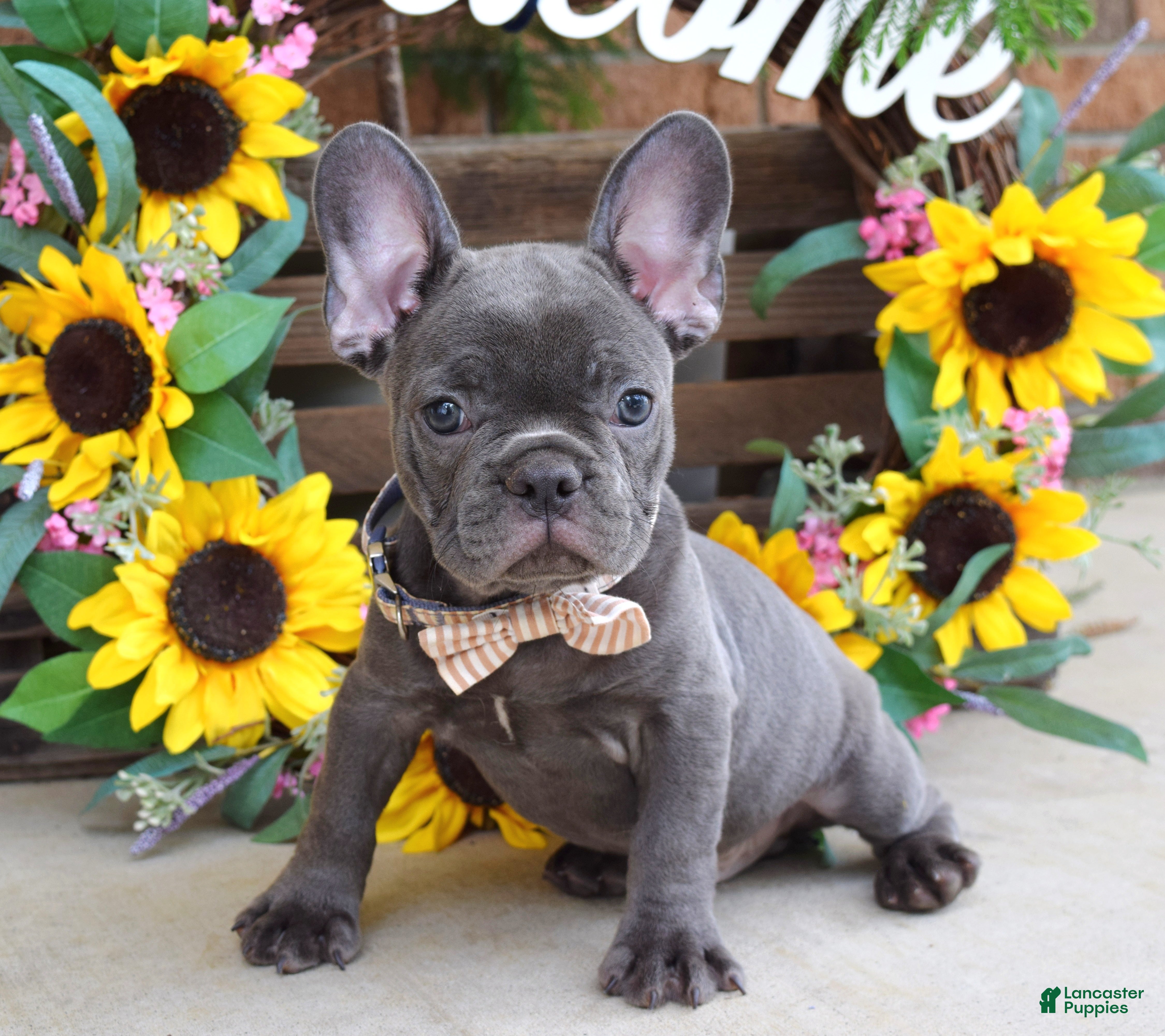 French Bulldog dogs Rocky - Ad 1
