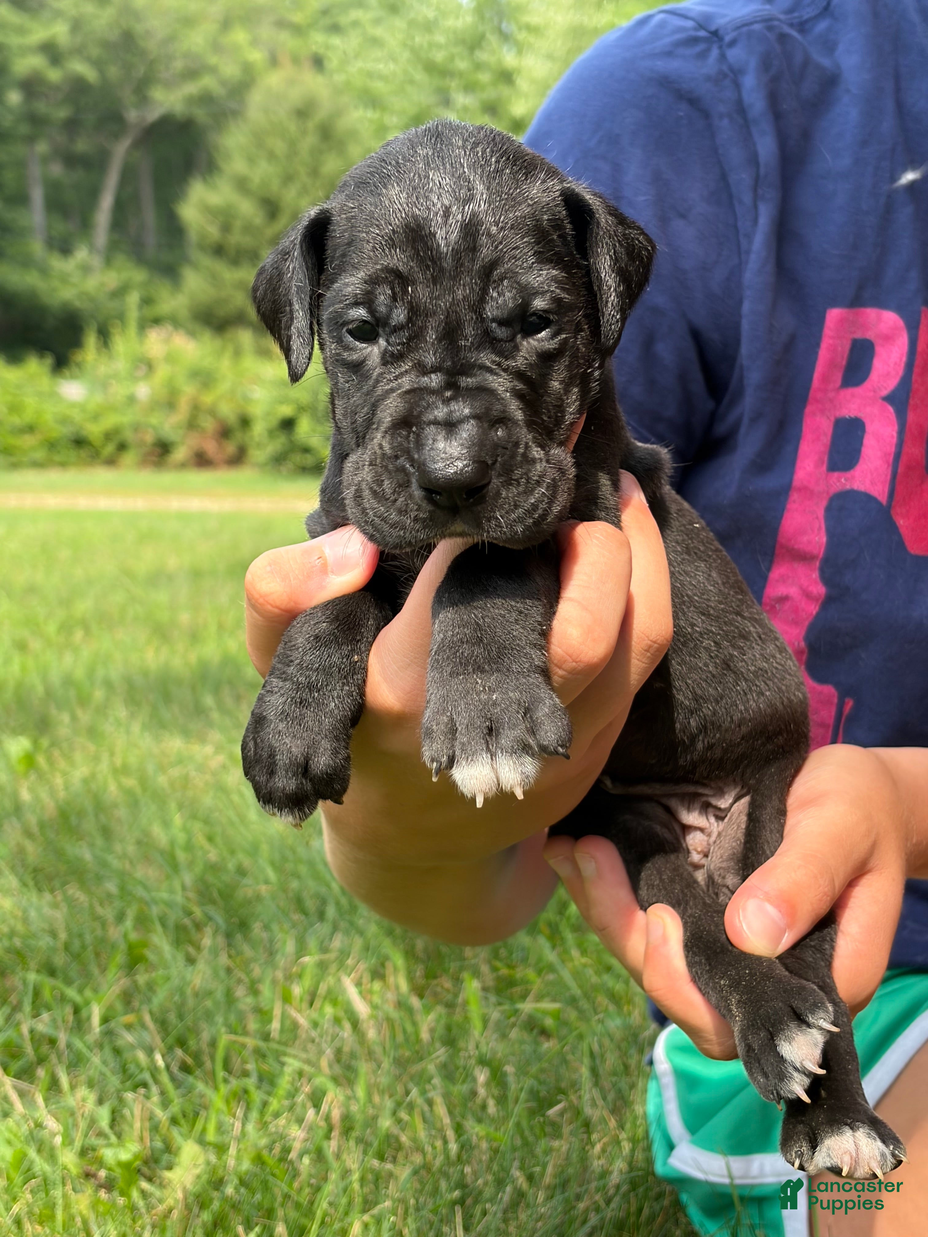 Great Dane dogs Cheyenne - Ad 2