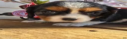 Cavalier King Charles Spaniel dogs for sale: Desiree - Ad 5