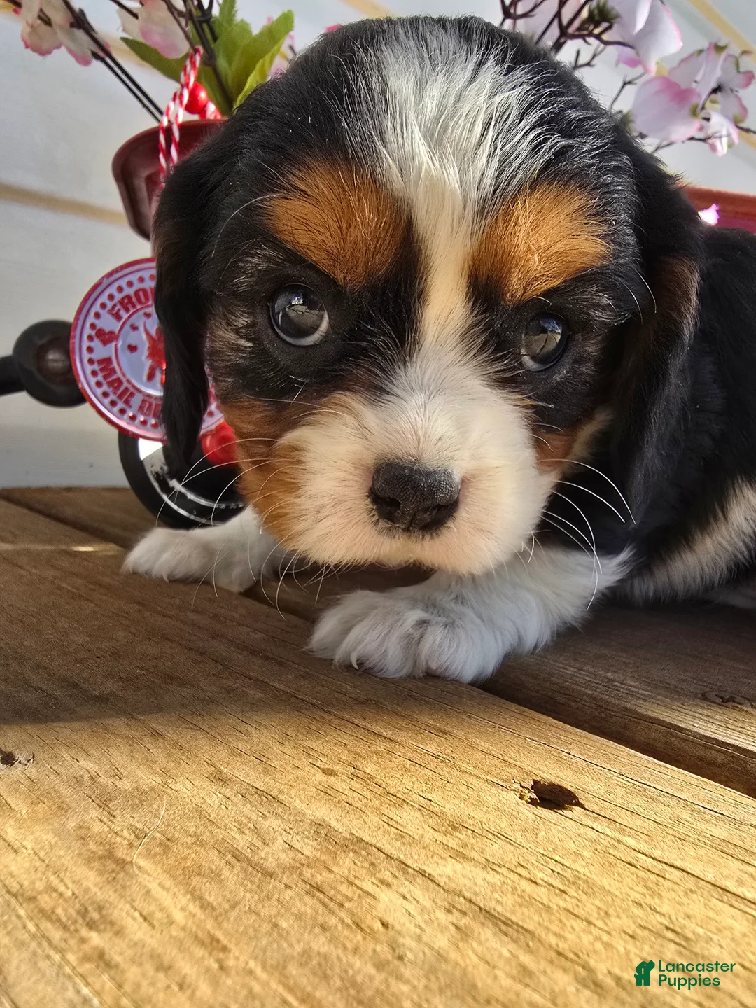 Cavalier King Charles Spaniel dogs for sale: Desiree - Ad 5