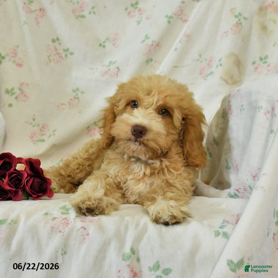 Mini Goldendoodle dogs Mabel - Ad 2