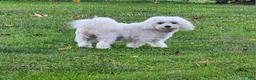 Maltese dogs for sale: ISIS - Ad 4