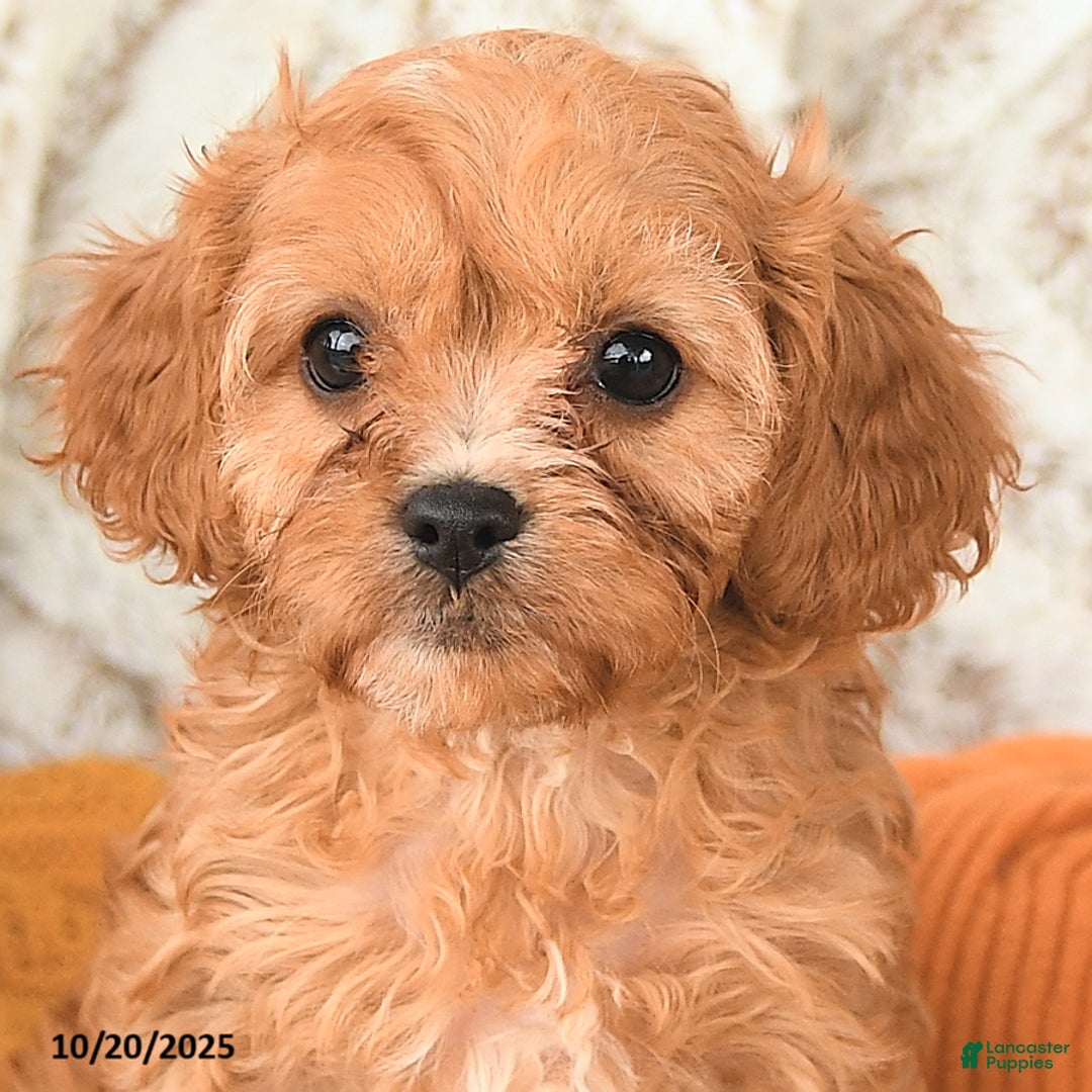 Cavapoo dogs for sale: Daisy - Ad 9