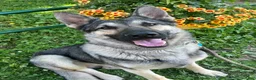 German Shepherd dogs for stud: Redbirds Scout - Ad 2