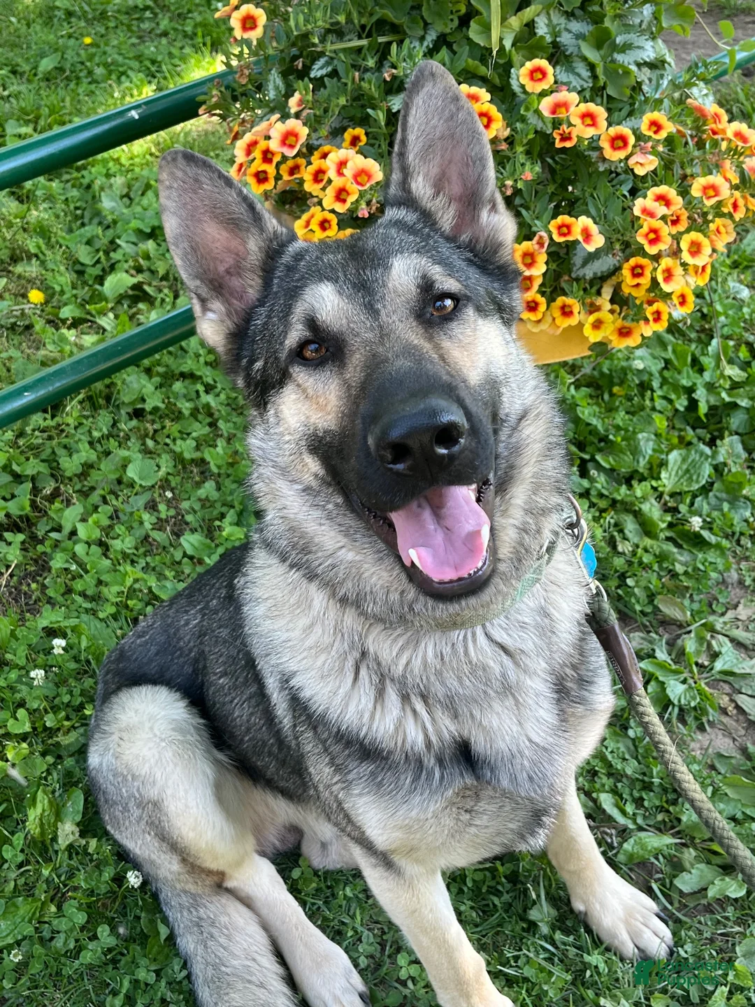 German Shepherd dogs for stud: Redbirds Scout - Ad 2