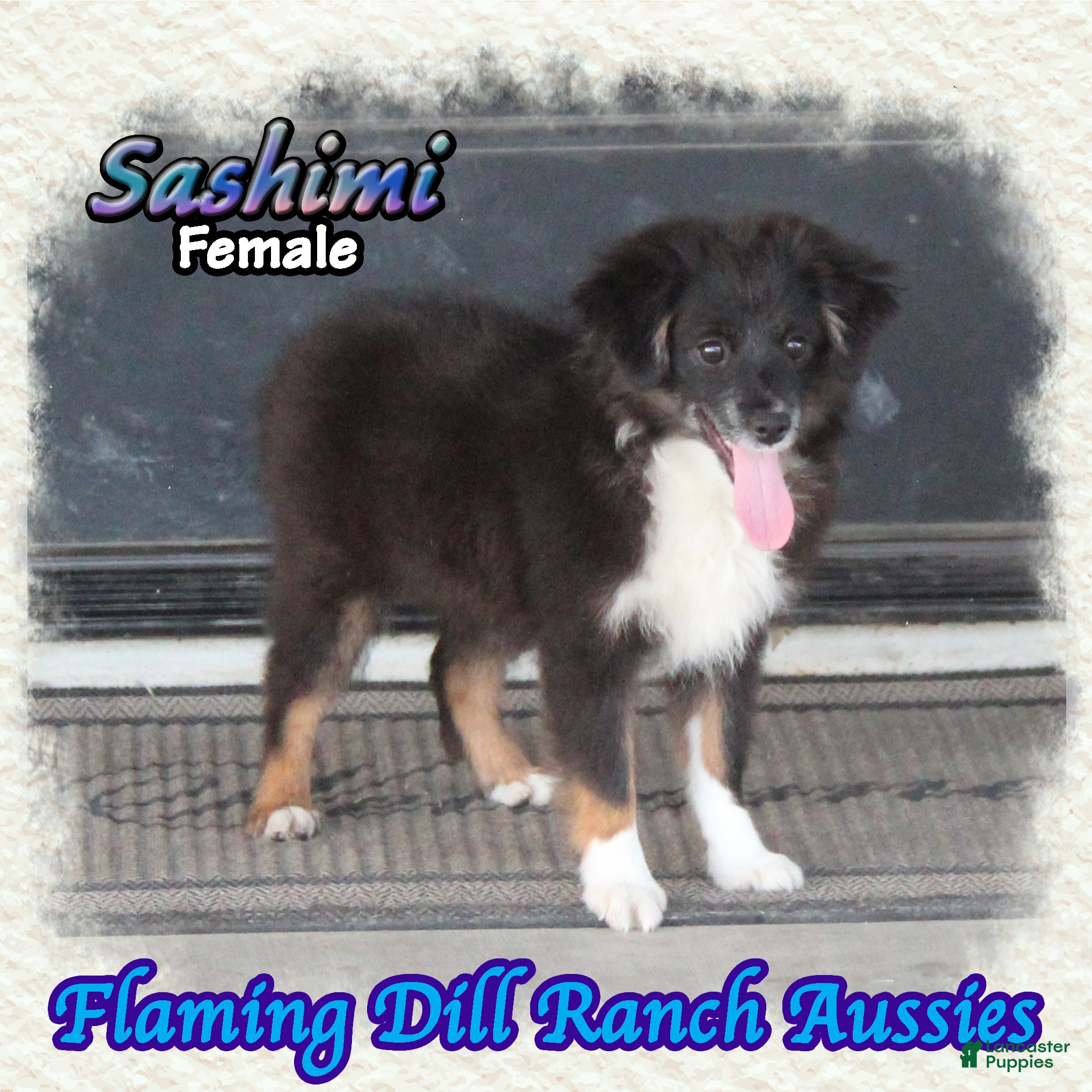Toy Australian Shepherd dogs for sale: Sashimi - Ad 3
