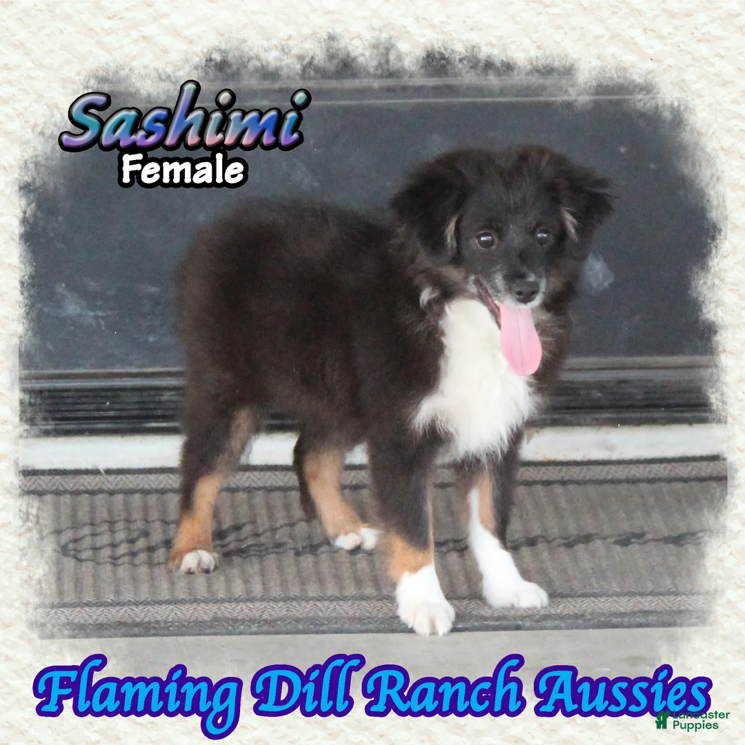 Toy Australian Shepherd dogs for sale: Sashimi - Ad 1