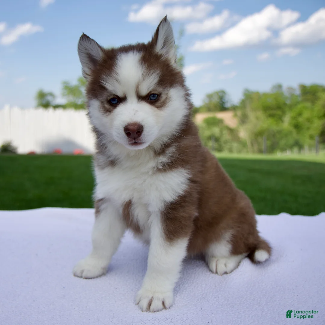 Pomsky dogs for sale: Sierra  - Ad 1