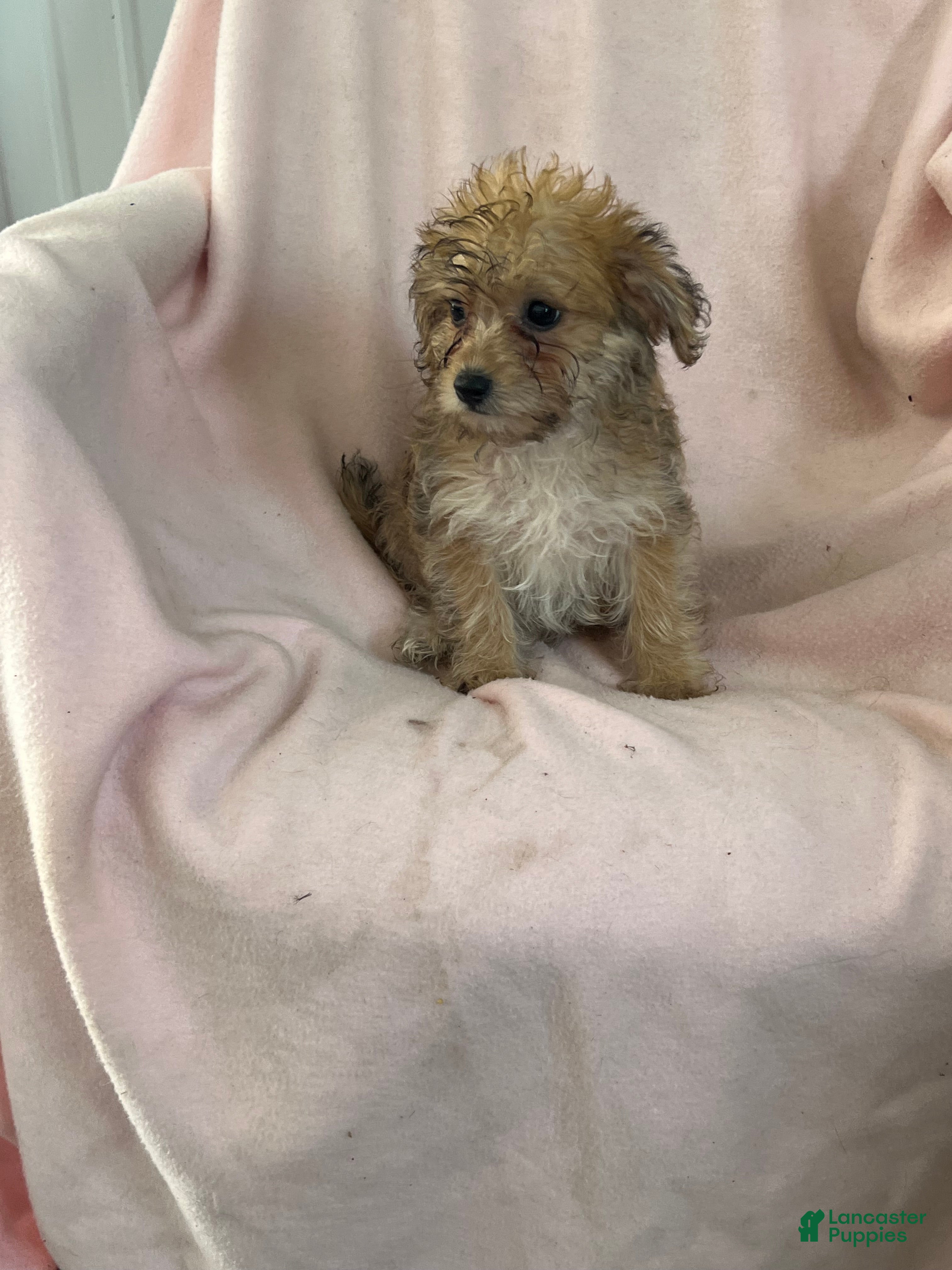 Yochon dogs Debbie Girl - Ad 2