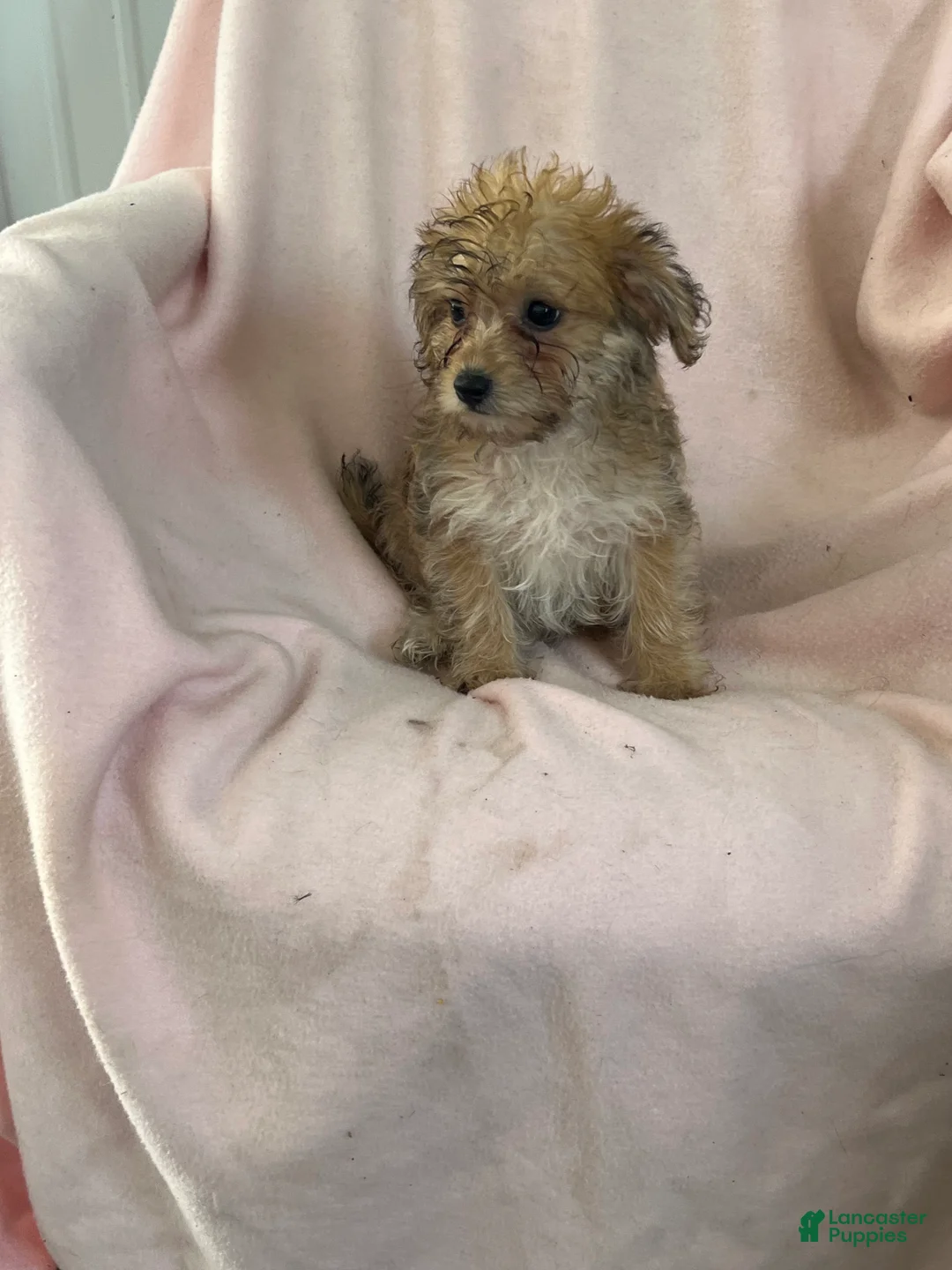 Yochon dogs for sale: Debbie Girl - Ad 2