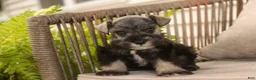 Miniature Schnauzer dogs for sale: Annabelle Miniature Schnauzer  - Ad 9