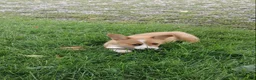 Welsh Corgi Pembroke dogs for sale: Mesa  - Ad 3