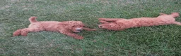 Goldendoodle dogs for sale: Rosie - Ad 3