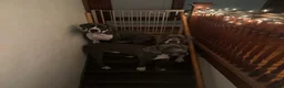 Great Dane dogs for sale: Flora - Ad 5