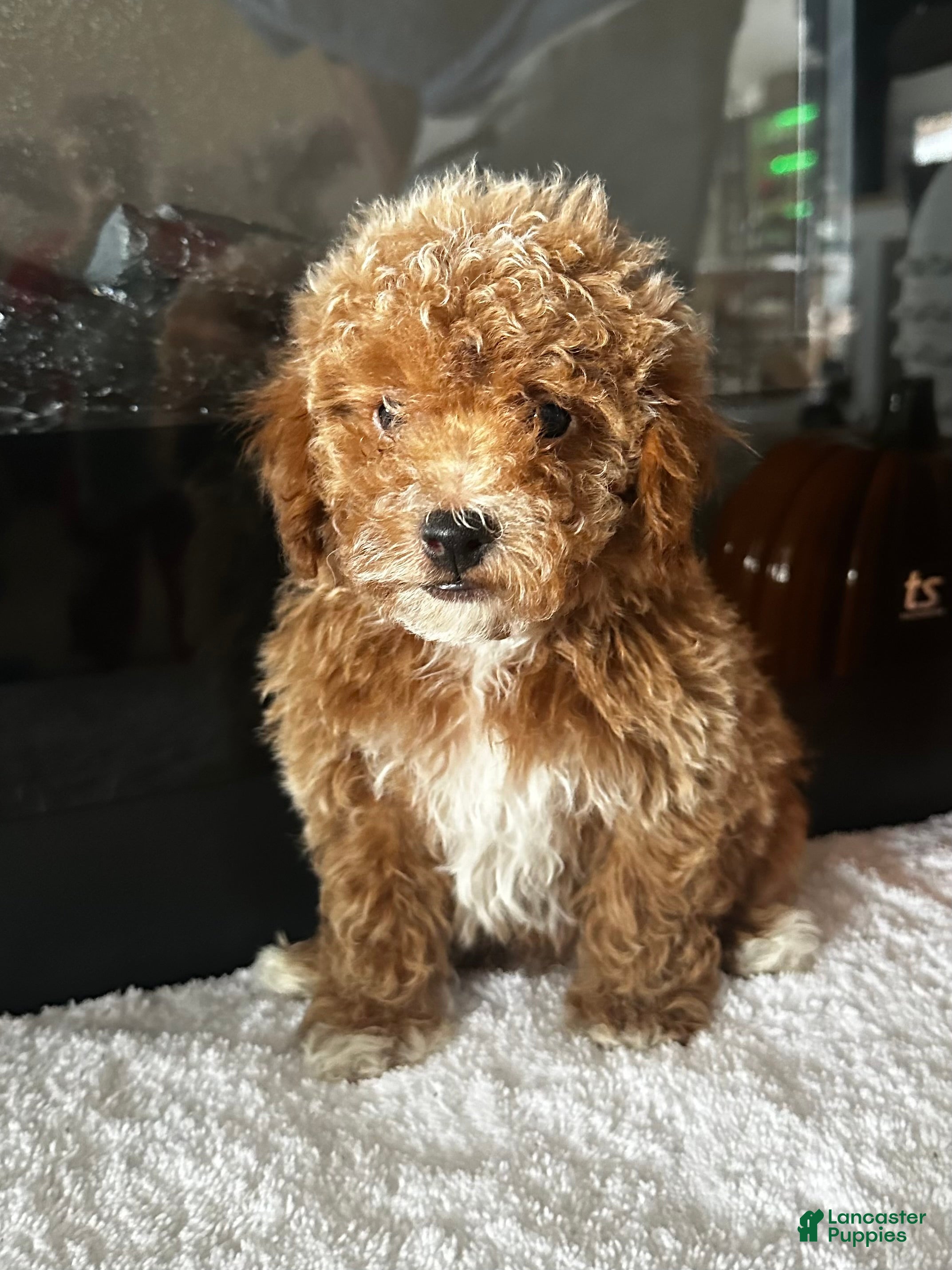 Toy Poodle dogs for sale: Benny - Ad 1