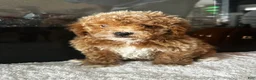 Toy Poodle dogs for sale: Benny - Ad 1