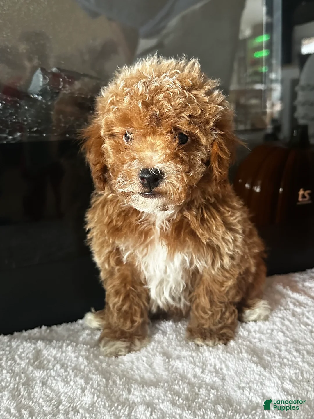 Toy Poodle dogs for sale: Benny - Ad 1