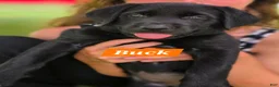 Labrador Retriever dogs for sale: Buck - Ad 2