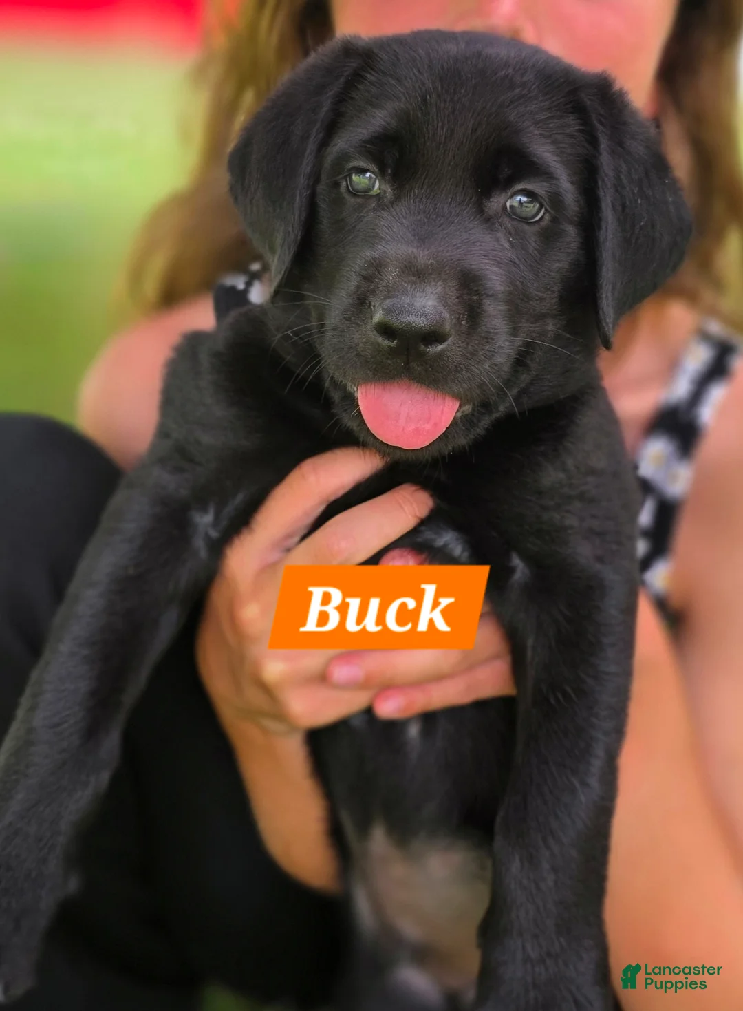 Labrador Retriever dogs for sale: Buck - Ad 2