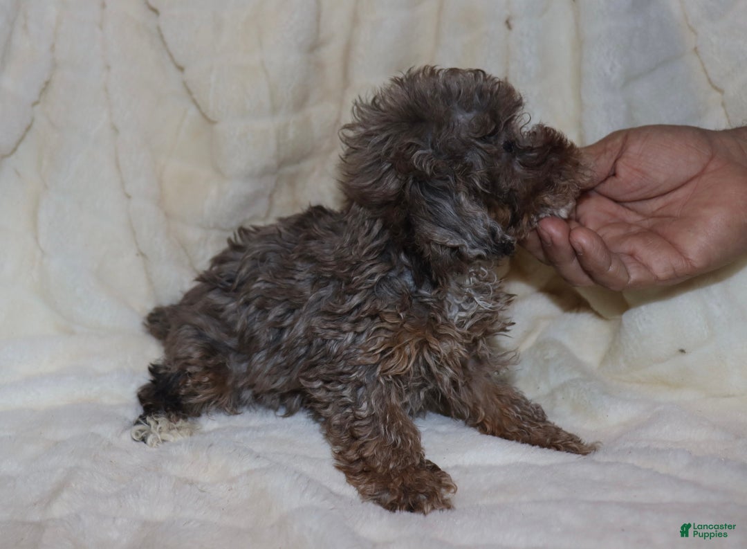 Toy Poodle dogs for sale: Hazel  - Ad 4