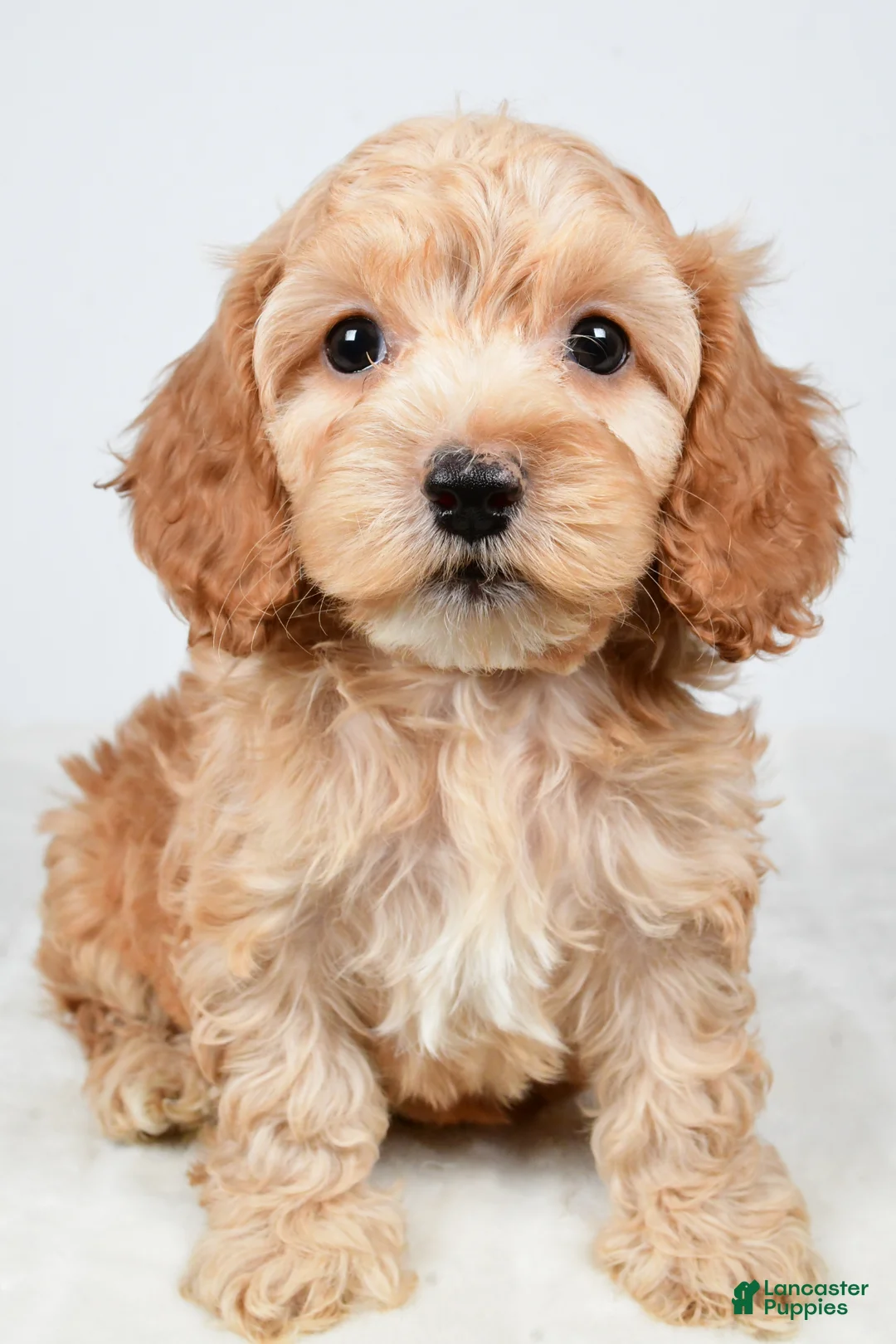 Cockapoo dogs for sale: Carl - Ad 1