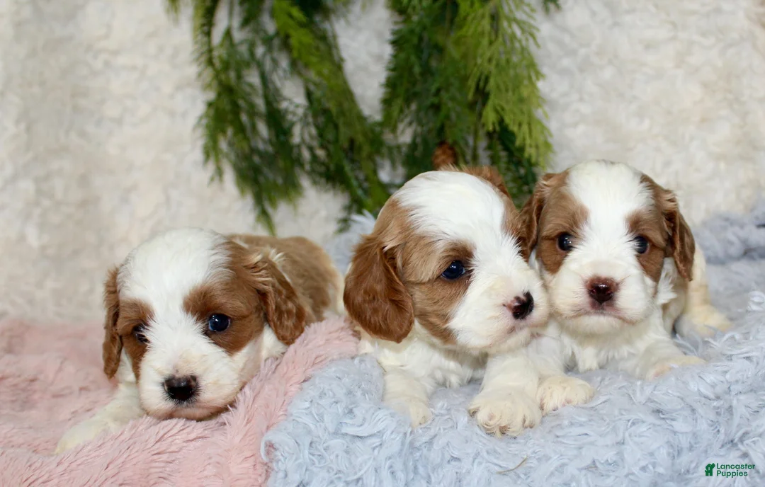 Cavapoo dogs for sale: Cavapoo 3 - Ad 2