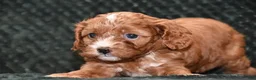 Cavapoo dogs for sale: Jayson - Ad 6