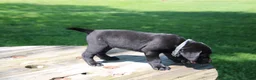 Labrador Retriever dogs for sale: Randy - Ad 4