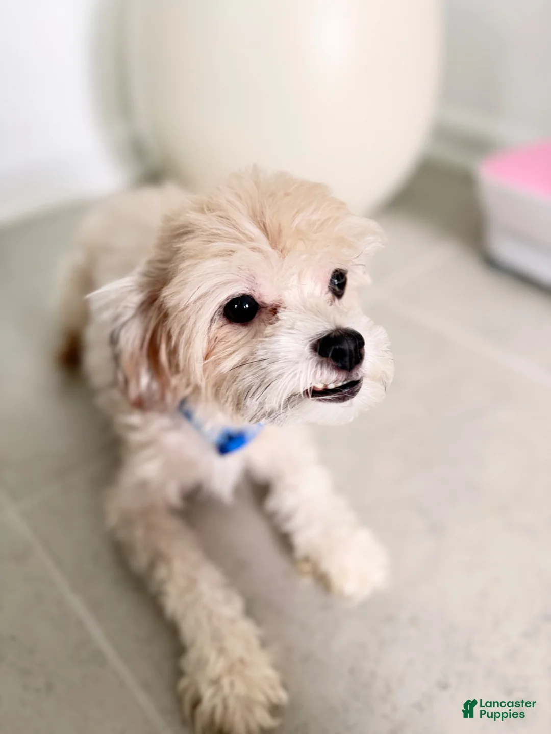 Mixed Breed dogs for sale: Rocky - Ad 7