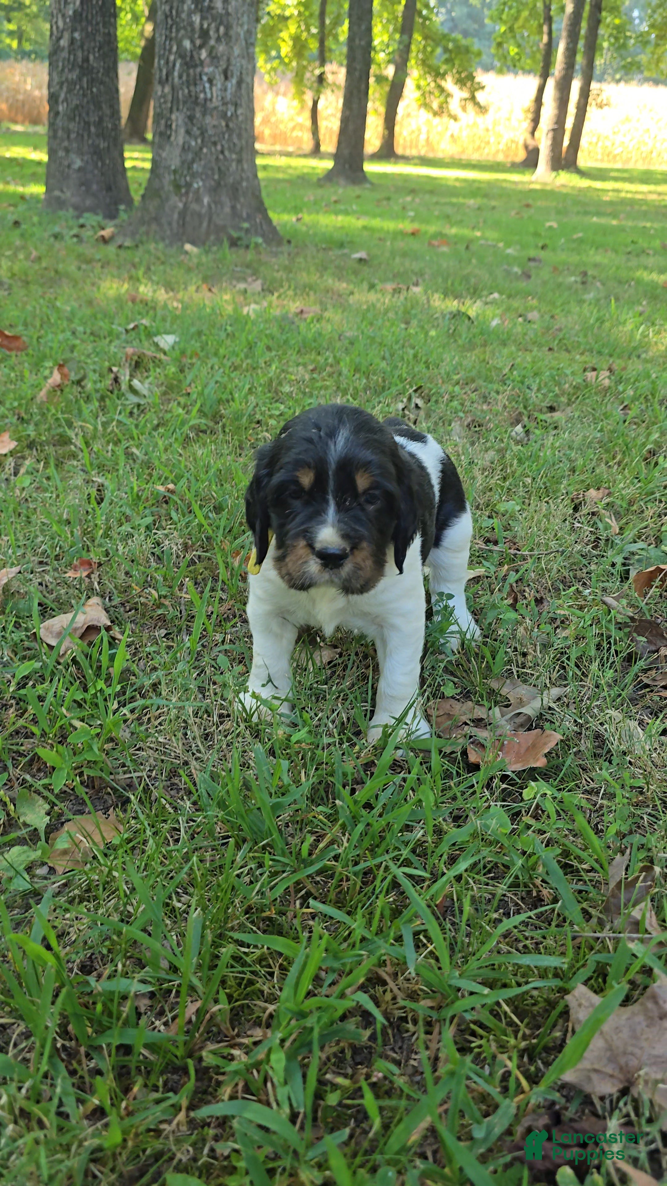 English Springer Spaniel dogs Rubble - Ad 37