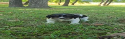 English Springer Spaniel dogs for sale: Rubble - Ad 1