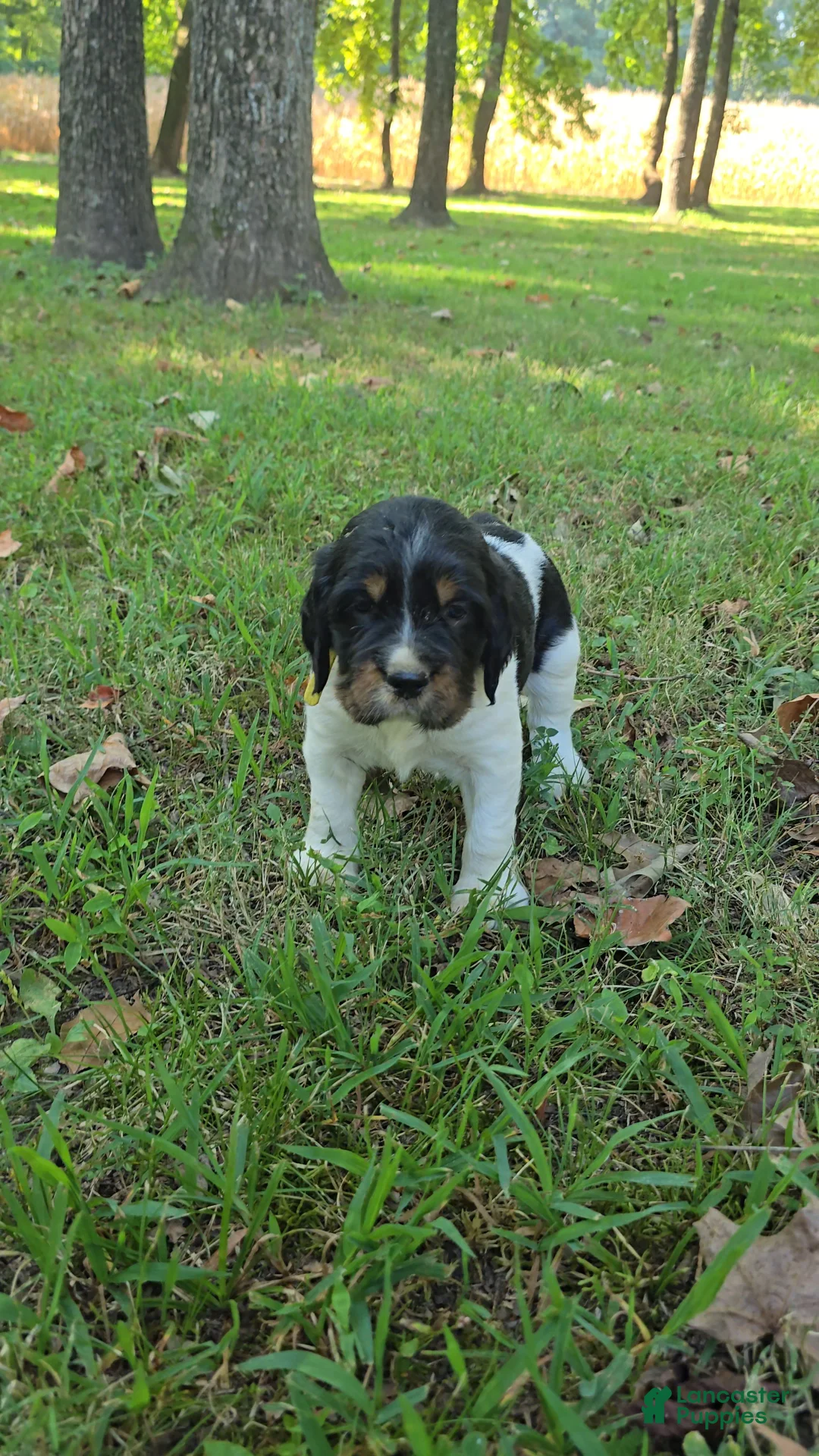 English Springer Spaniel dogs for sale: Rubble - Ad 1