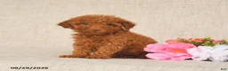 Toy Poodle dogs for sale: Tammy - Ad 4