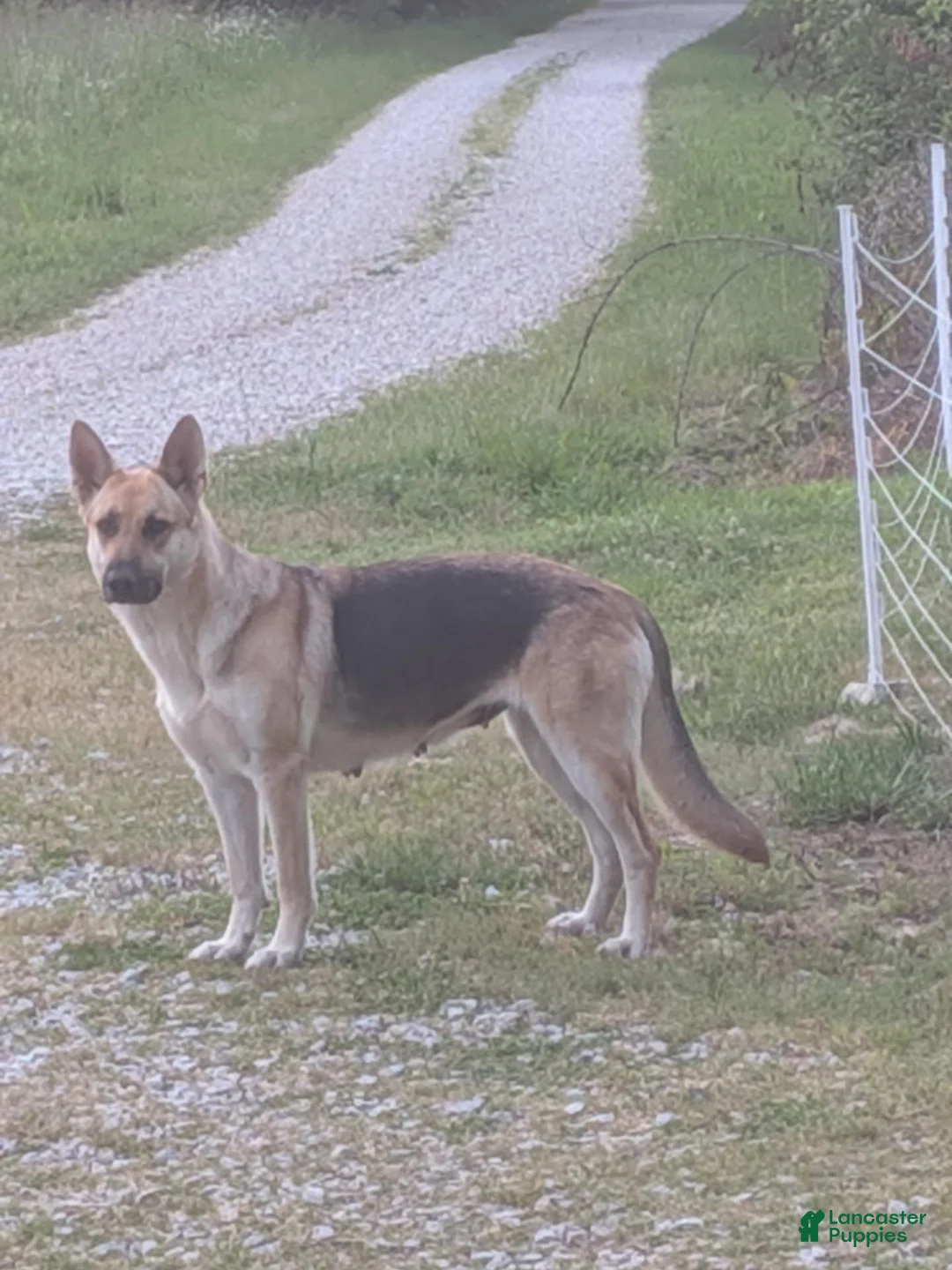 German Shepherd dogs for sale: German Shepherd 2 - Ad 2