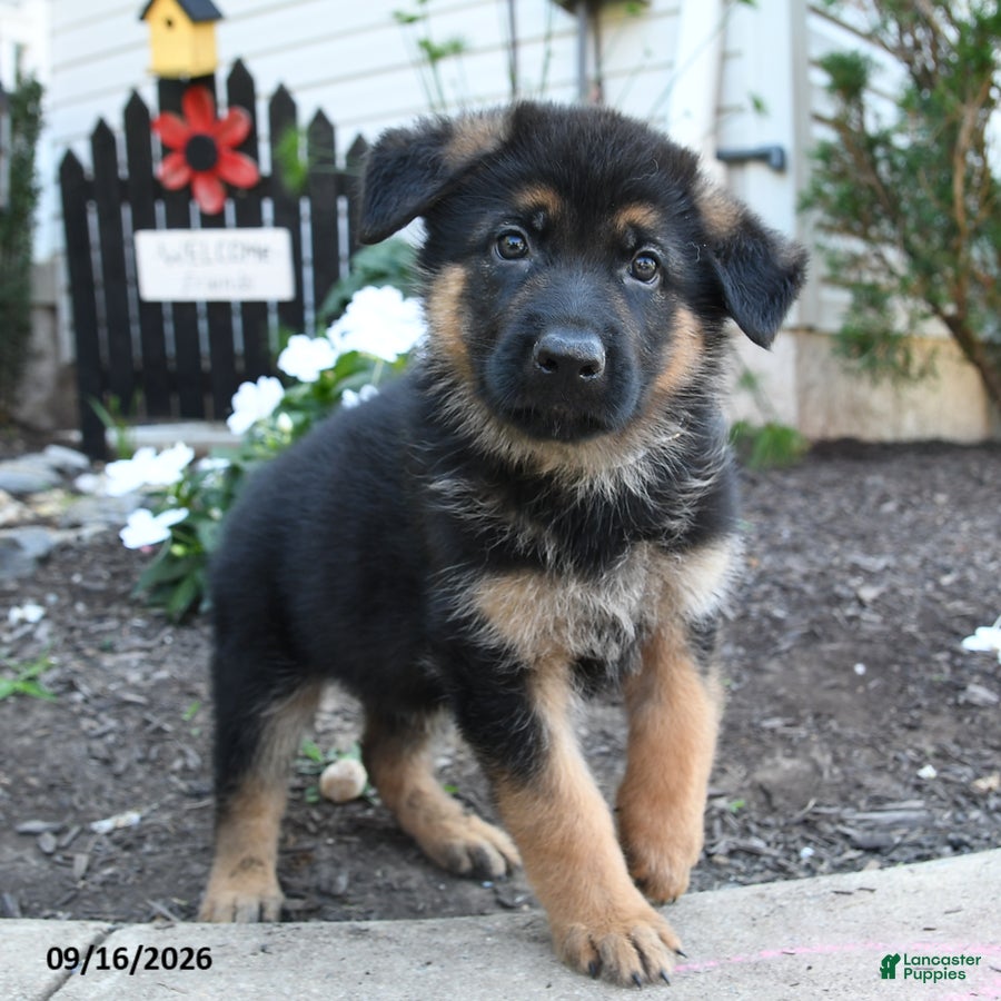 German Shepherd dogs for sale: Flint - Ad 3