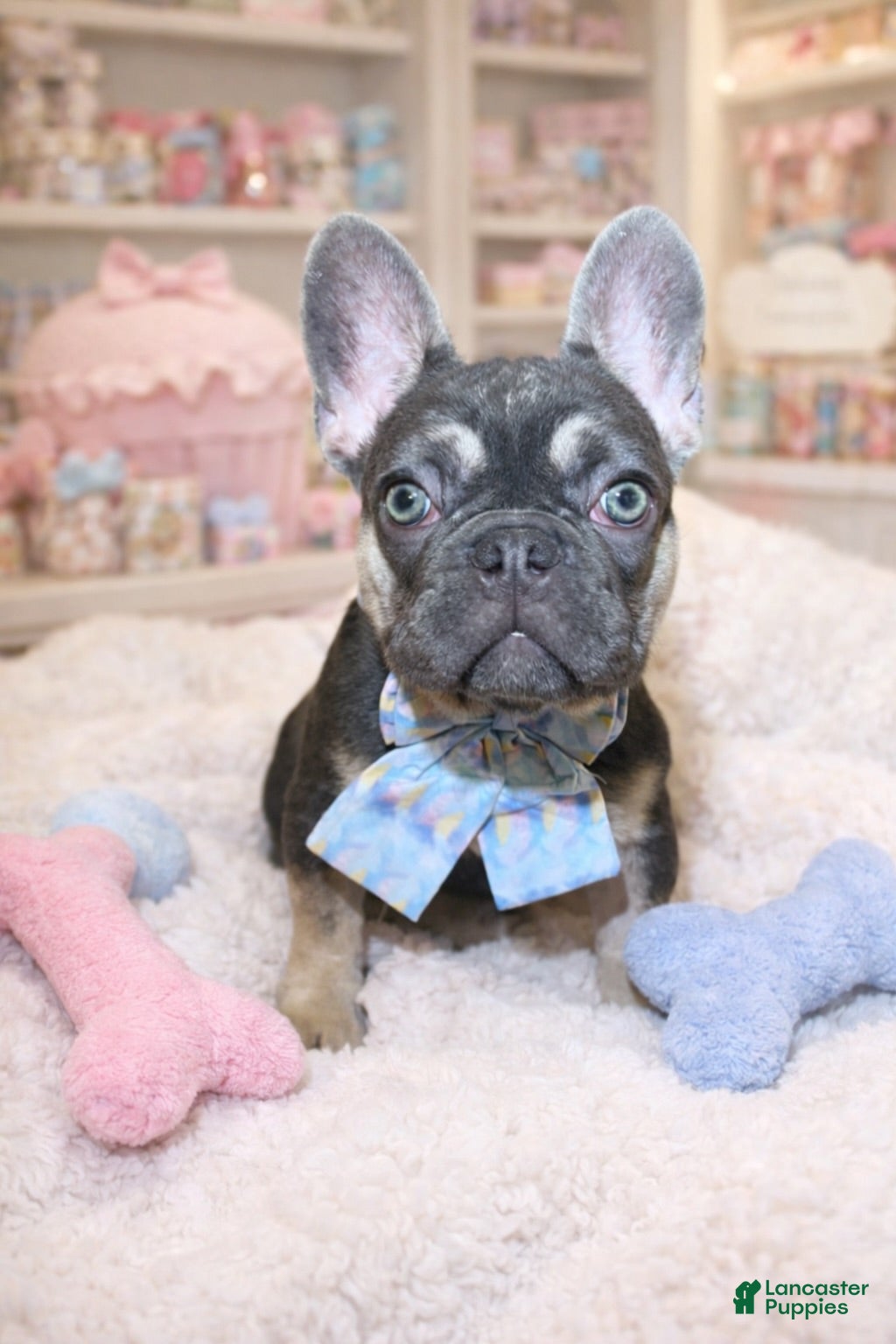 French Bulldog dogs Bear - The Chatter Captain - Ad 2