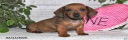 Miniature Dachshund dogs for sale: Hunter - Ad 1