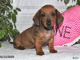 Miniature Dachshund dogs Hunter - Ad 23