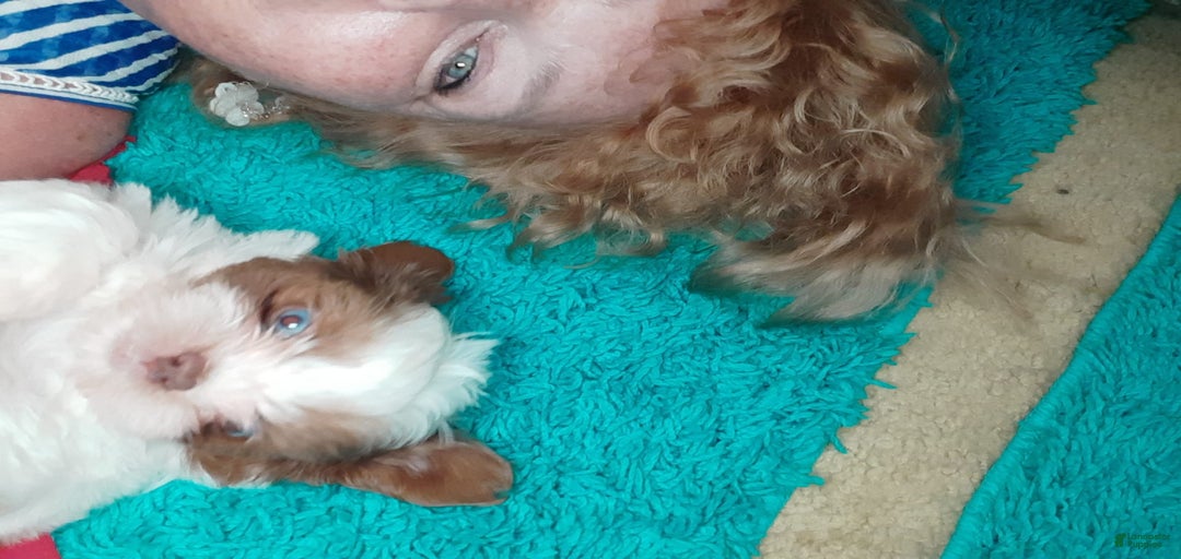 Gallery Image {{count}}