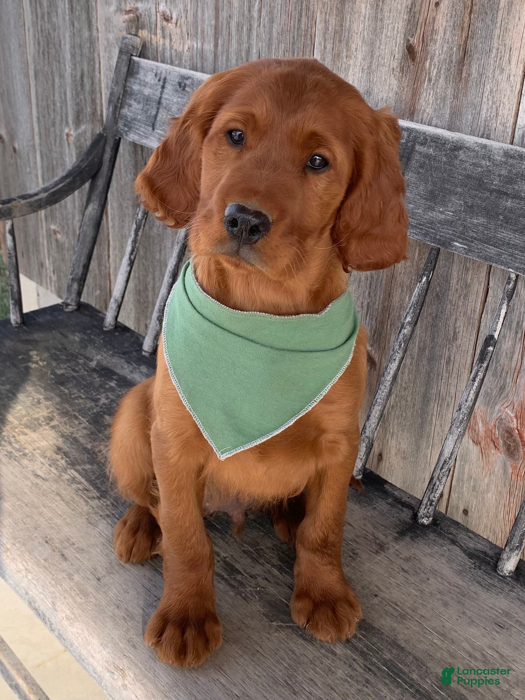 Irish Setter dogs for sale: Murphy - Ad 16