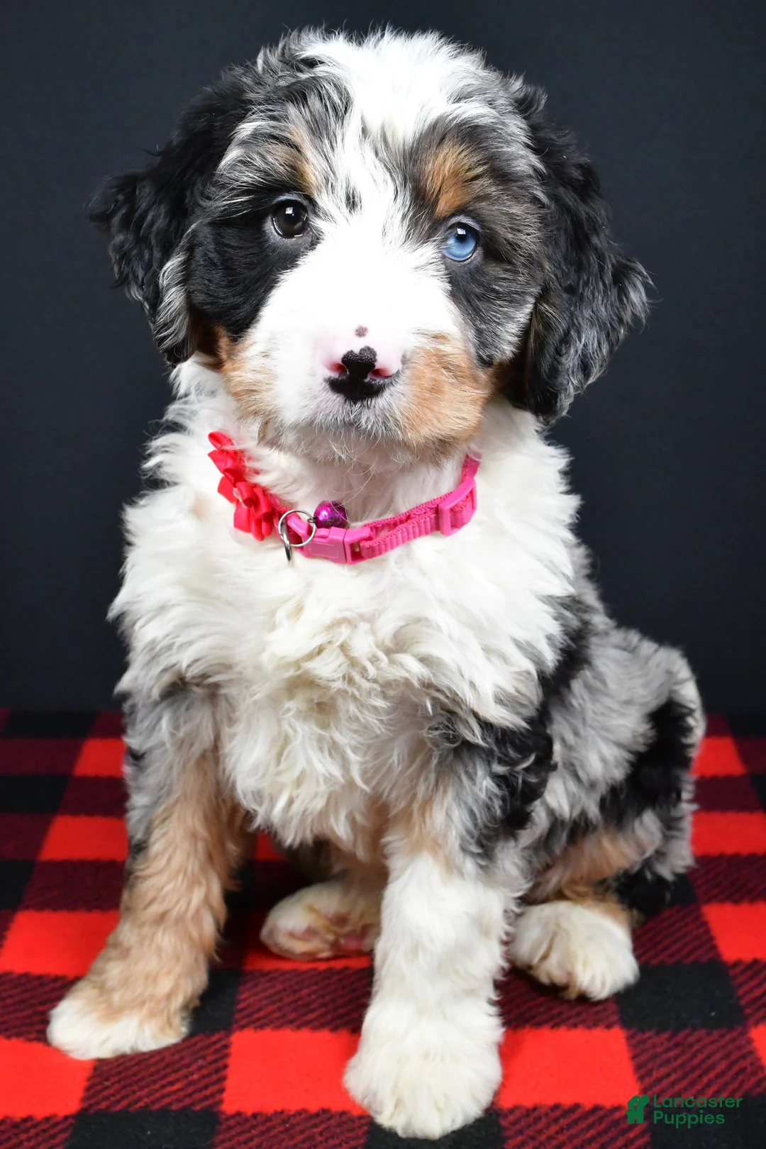 Mini Bernedoodle dogs for sale: Brenda - Ad 1
