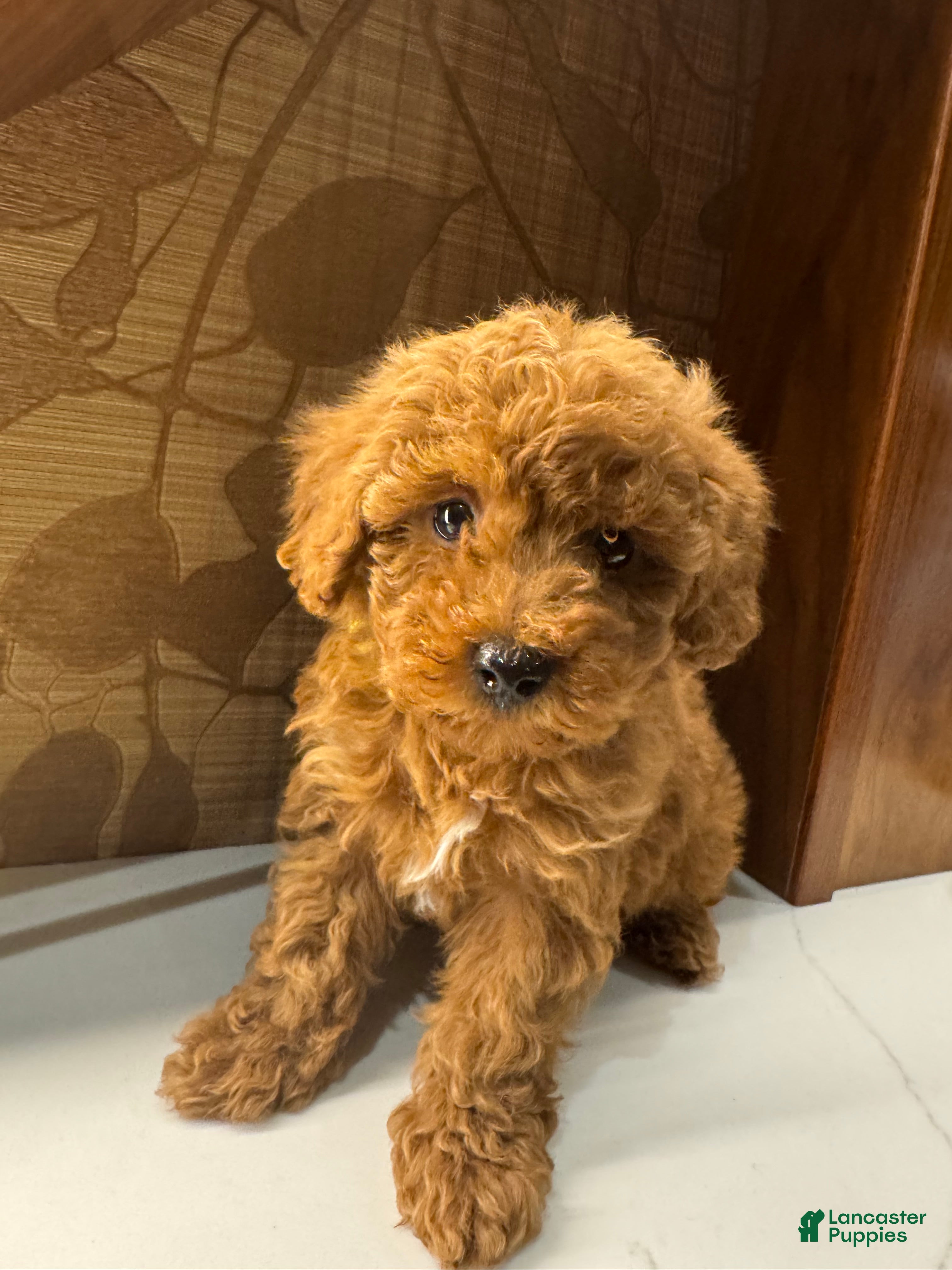 Toy Poodle dogs Banana - Ad 5