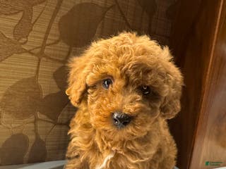 Toy Poodle dogs Banana - Ad 37