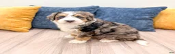Mini Bernedoodle dogs for sale: Jackson - Ad 6