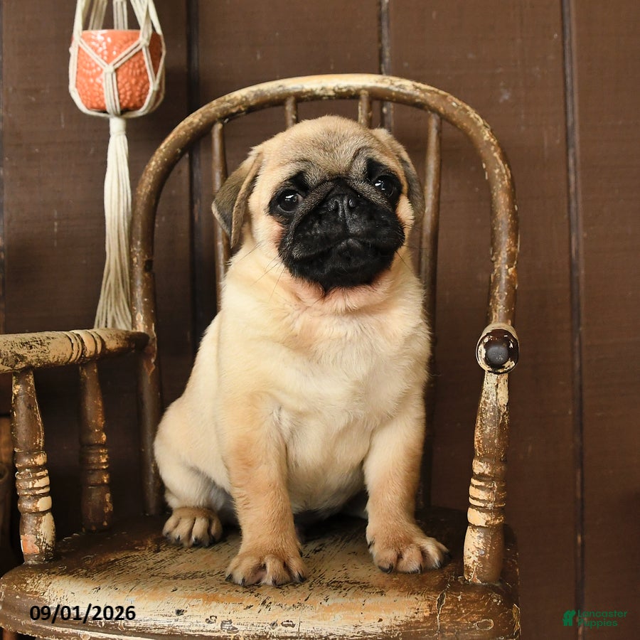 Pug dogs Spud  - Ad 1