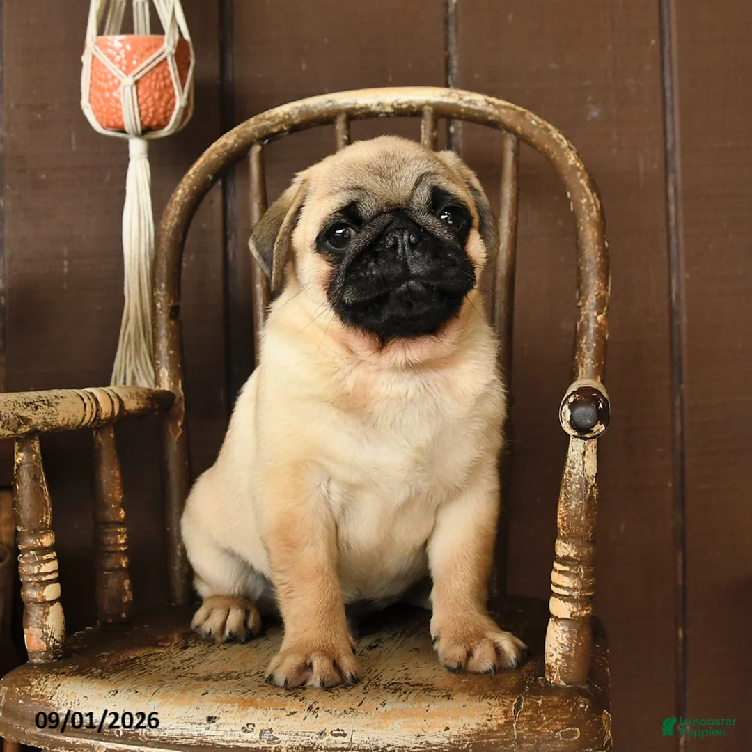 Pug dogs for sale: Spud  - Ad 1